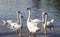 A flock of large white swans swimming in the pond