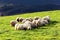 Flock of latxa sheep
