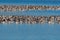 Flock of Laughing Gulls gathered on sand bars in a lake