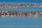 Flock of Laughing Gulls gathered on sand bars in a lake