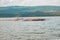 A flock of lesser flamingos and pelicans  at Lake Elementaita against the background of Sleeping Warrior Hill, Kenya