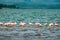 A flock of lesser flamingos and pelicans  at Lake Elementaita against the background of Sleeping Warrior Hill, Kenya