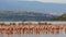 Flock of lesser flamingos take flight lake bogoria, kenya