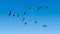 Flock of Lesser Whistling Ducks Flying in Blue Sky