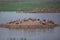 Flock of Lesser whistling ducks in Keoladeo Ghana National Park, Bharatpur, India.