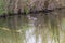 A flock of little ducklings swim under the supervision of a large duck along the pond