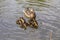 A flock of little ducklings swim under the supervision of a large duck along the pond
