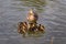 A flock of little ducklings swim under the supervision of a large duck along the pond. Photo of wild nature