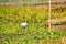 Flock of Little Egret Egretta garzetta Small snow white heron spotted in Neora Valley National Park West Bengal India. A species