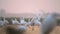 Flock of little Egrets fishing in Sunrise