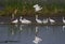 Flock of Little and Intermediate egrets fishing in a pond