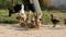 A flock of little newborn ducklings follow their mother duck down the street in the countryside