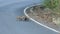 Flock of little wild boar crossing road in khao yai national par