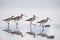 A flock of lively black tailed godwit