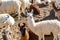 Flock of Llama resting on the ground