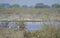 Flock Local and Migratory Birds in the Wetland of India