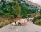 Flock of long haired sheep with bald heads crossing the street on the island of Crete