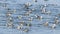 Flock of long-tailed duck (Clangula Hyemalis) in Tommy Thompson park, Toronto, Canada