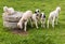 Flock of lop eared alpine lambs