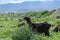 Flock of lop-eared goats grazing on a pasture in the mountains on a sunny summer day. Anglo Nubian breed of domestic goat is