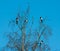 Flock of magpie crows resting at the top of a large birch tree