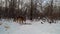 Flock of magpie and dog