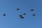 A flock of magpies with light wings is flying on the blue sky background