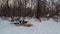 A flock of magpies pecks the remains of an animal on the snow