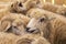 A flock of male and female sheep in a pen. Farm animals