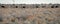 Flock of male ostriches, Etosha National Park, Namibia