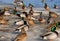 Flock of Mallard ducks on the banks of a frozen river
