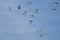 Flock of Mallard Ducks Flying in a Blue Sky