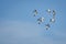 Flock of Mallard Ducks Flying in Blue Sky