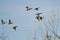 Flock of Mallard Ducks Flying Low Over the Trees