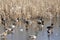 A flock of Mallard ducks and Moorhens are eating bread and having fun on the ice of a lake