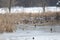 A flock of Mallard ducks and Moorhens are fling and having fun in the water