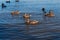 A flock of mallard ducks in the river.