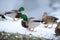 Flock of Mallard Ducks in Winter