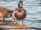 A flock of mallards by the lake