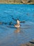 A flock of mallards by the lake