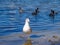 A flock of mallards by the lake