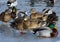 Flock of the mallards on the pond ice. Birds on the pond in winter.