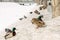 Flock of the mallards on the snow. Ducks on the river in winter. ty