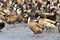 Flock of many ducks standing in group in open field as farmed duck in thailand