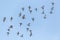 Flock of many gadwall ducks anas strepera in flight in blue sky