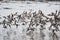 A flock of the  many long-billed Dowitchers flying  together.