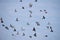 Flock of many pigeon birds in blue sky