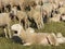 Flock with many sheep with long white fleece grazing