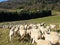 Flock with many sheep with long white fleece grazing on mountain