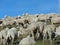 Flock with many sheep with long white fleece grazing on mountain